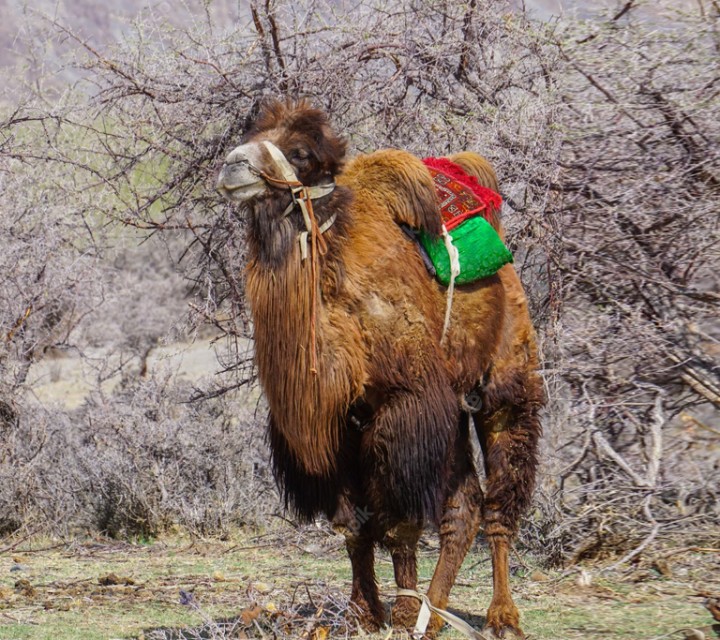 Nubra Valley Tour Packages
