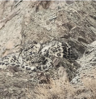 snowleopard